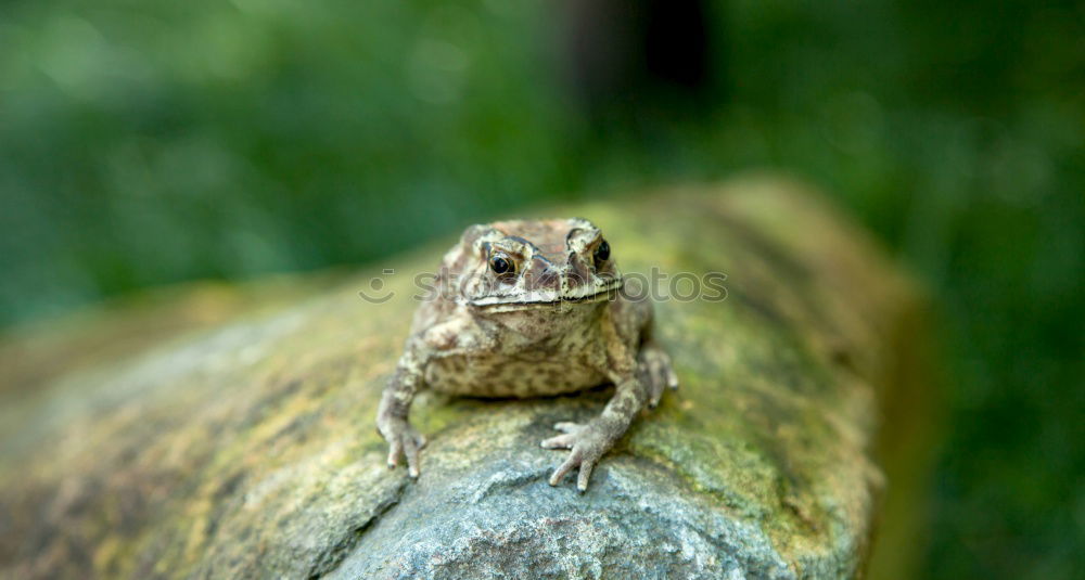 Similar – Image, Stock Photo Frog look, portrait