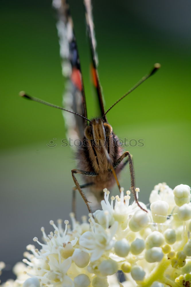 Similar – Image, Stock Photo Pigeon tail; macroglossum; stellatarum;