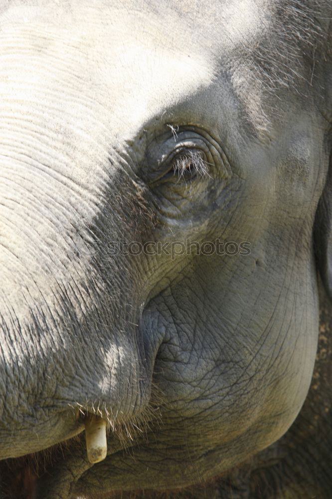 Similar – proboscidean Elephant Old