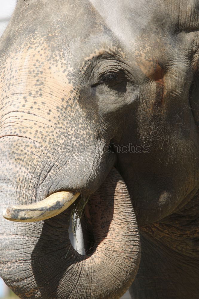 Similar – proboscidean Elephant Old