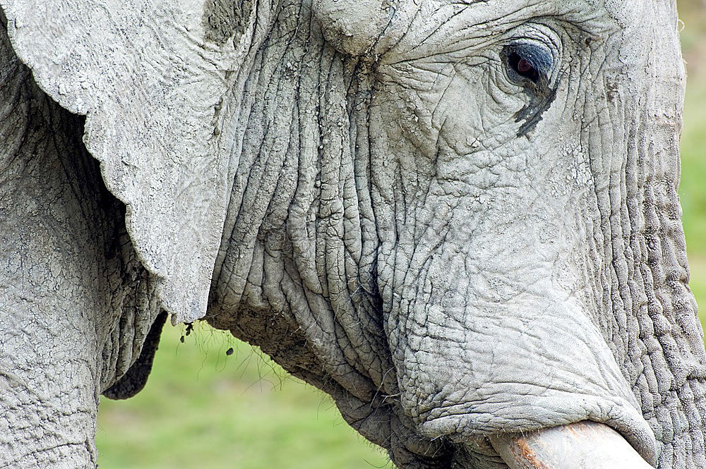 Similar – Image, Stock Photo pachyderms Elephant