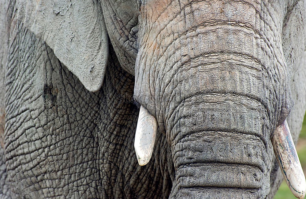 Similar – pachyderms Calm Large Gray