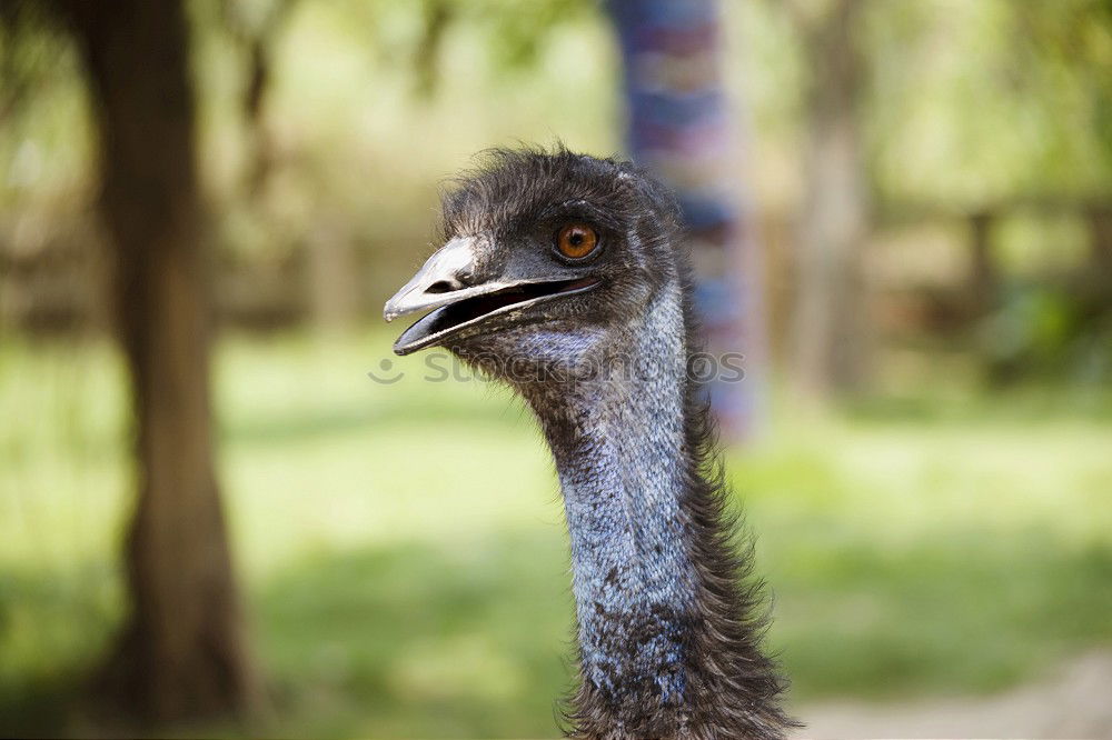 Similar – Image, Stock Photo hangover Animal Zoo Emu 1