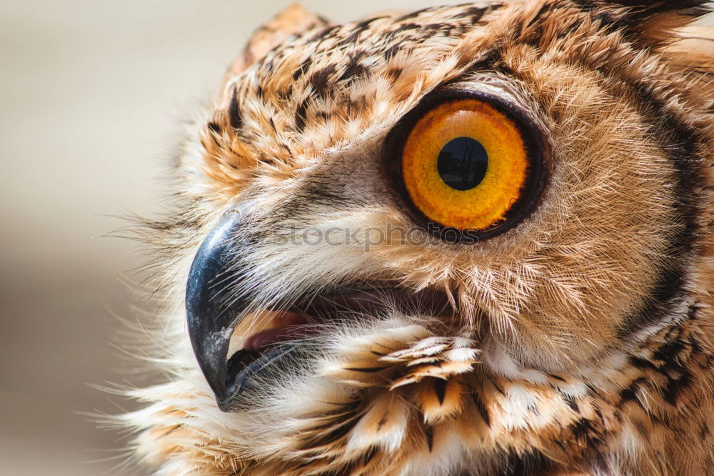 Similar – Eye and beak of vulture