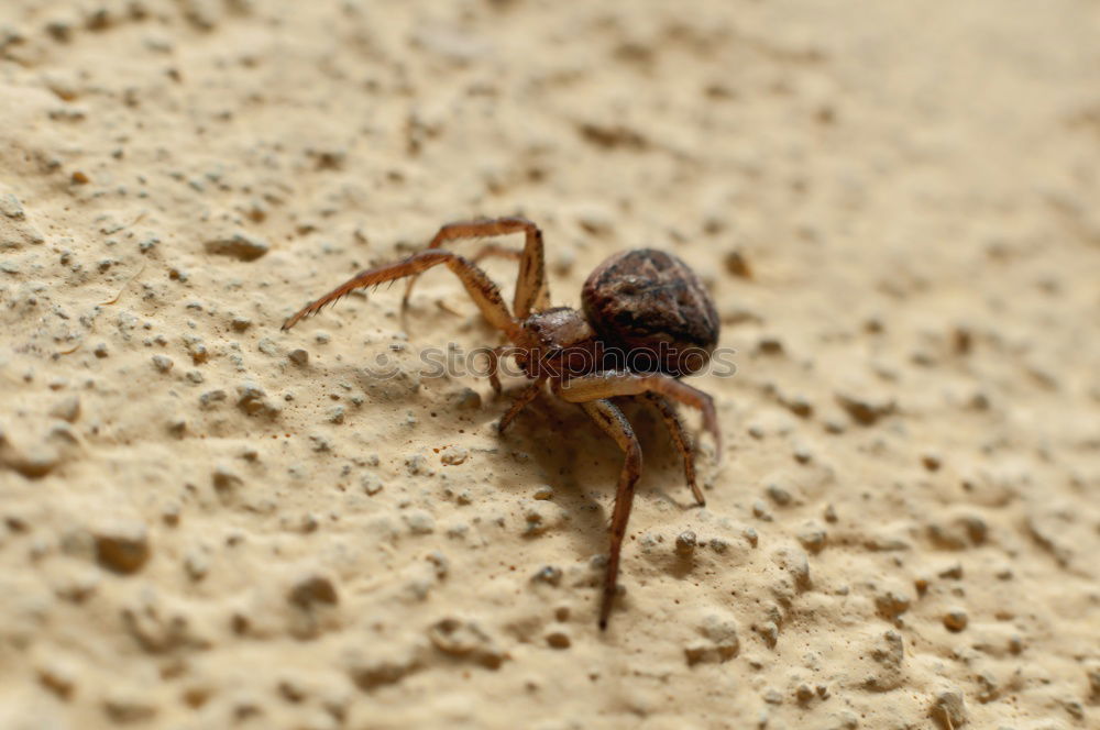 Similar – Image, Stock Photo spider Spider Spider’s web