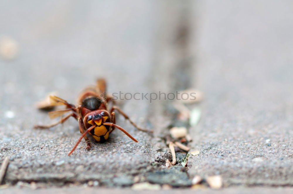 Similar – Image, Stock Photo Hornet 01 Animal Insect