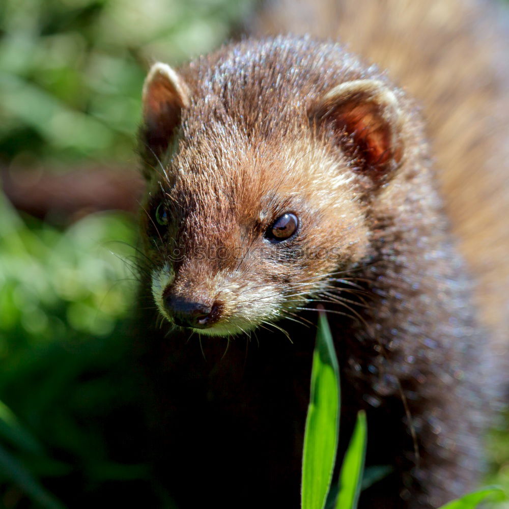 Similar – Image, Stock Photo RATatouille II Nature