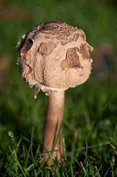 Similar – Image, Stock Photo traces of fungus Poison