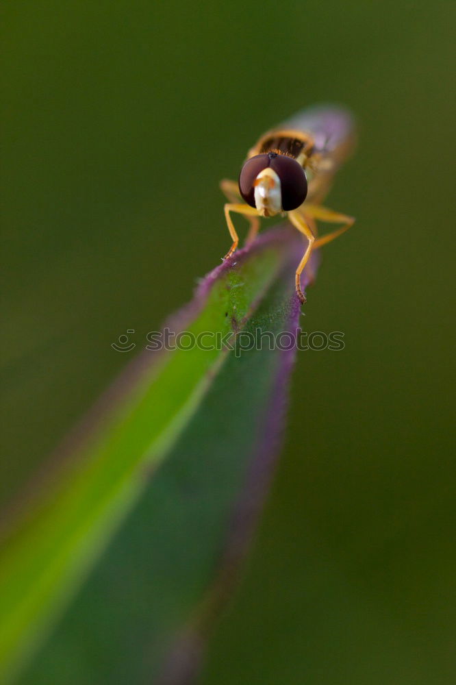 Similar – Image, Stock Photo Curculio Nature Plant