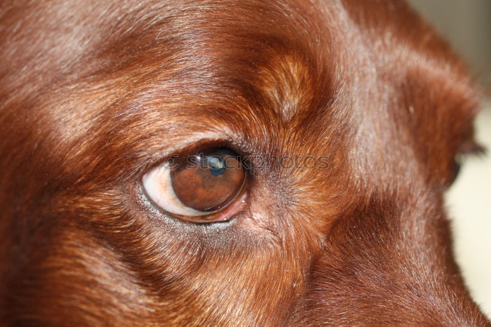 Similar – Foto Bild eye dog Liebe