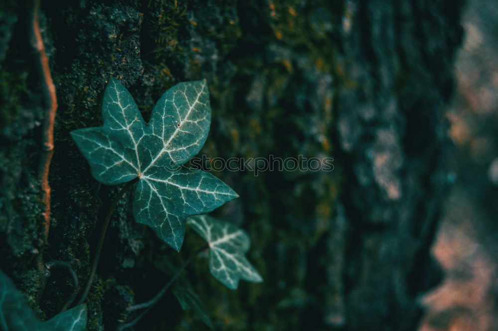 Similar – icy branch Nature Ice