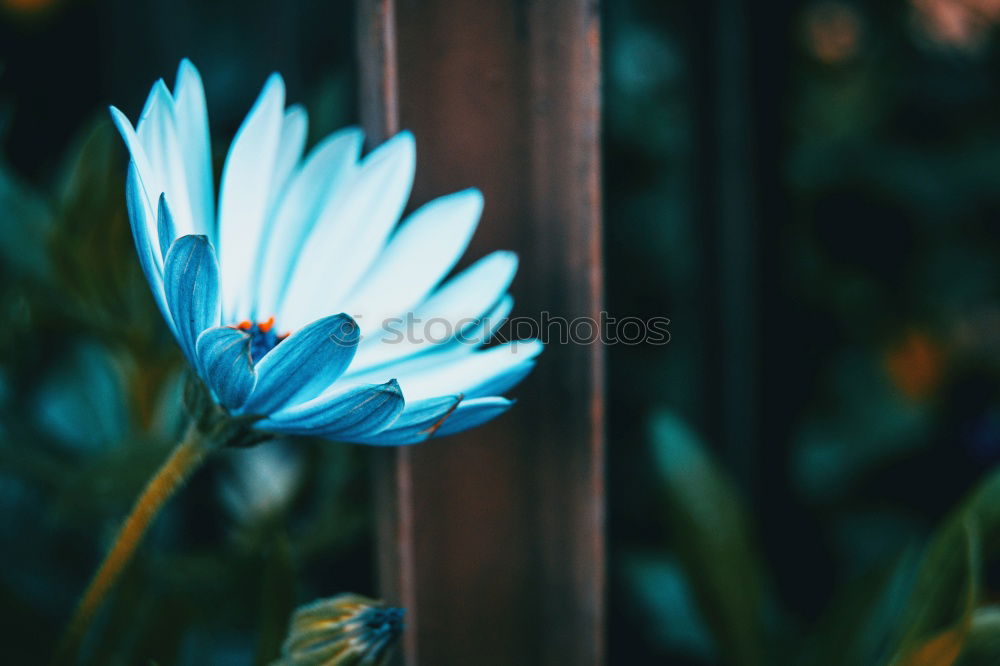 Similar – Image, Stock Photo beautiful daisy flower