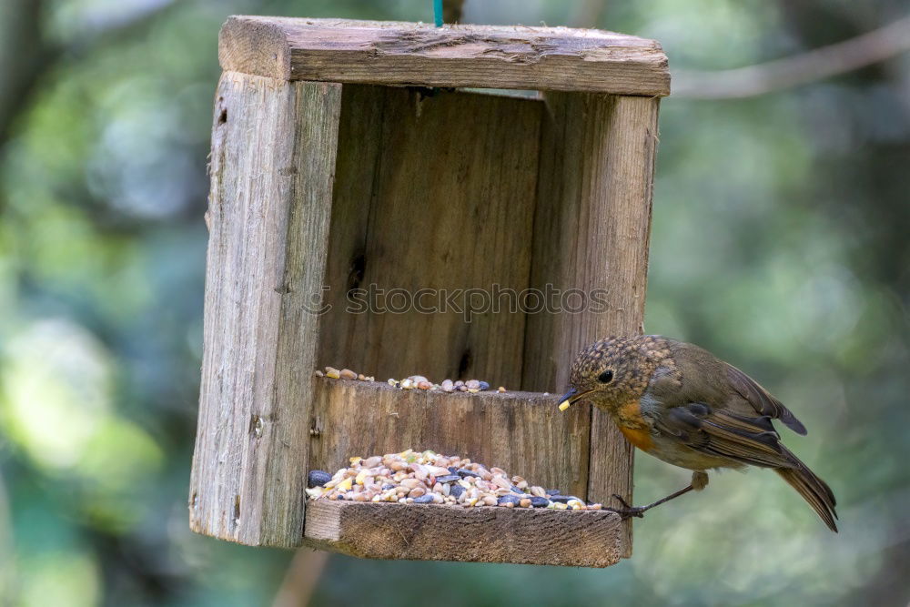 Similar – Foto Bild Vogel guckt aus sein Vogelhaus