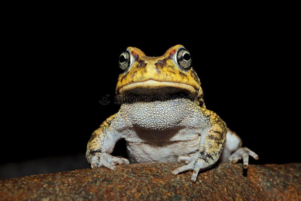 Similar – Image, Stock Photo Cubalaub frog, Osteopilus, septentrionalis,