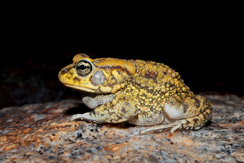 Cubalaub frog, Osteopilus, septentrionalis,