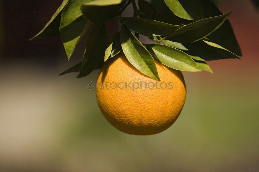 Similar – Image, Stock Photo Fresh Fruit for Rotting Vegetables