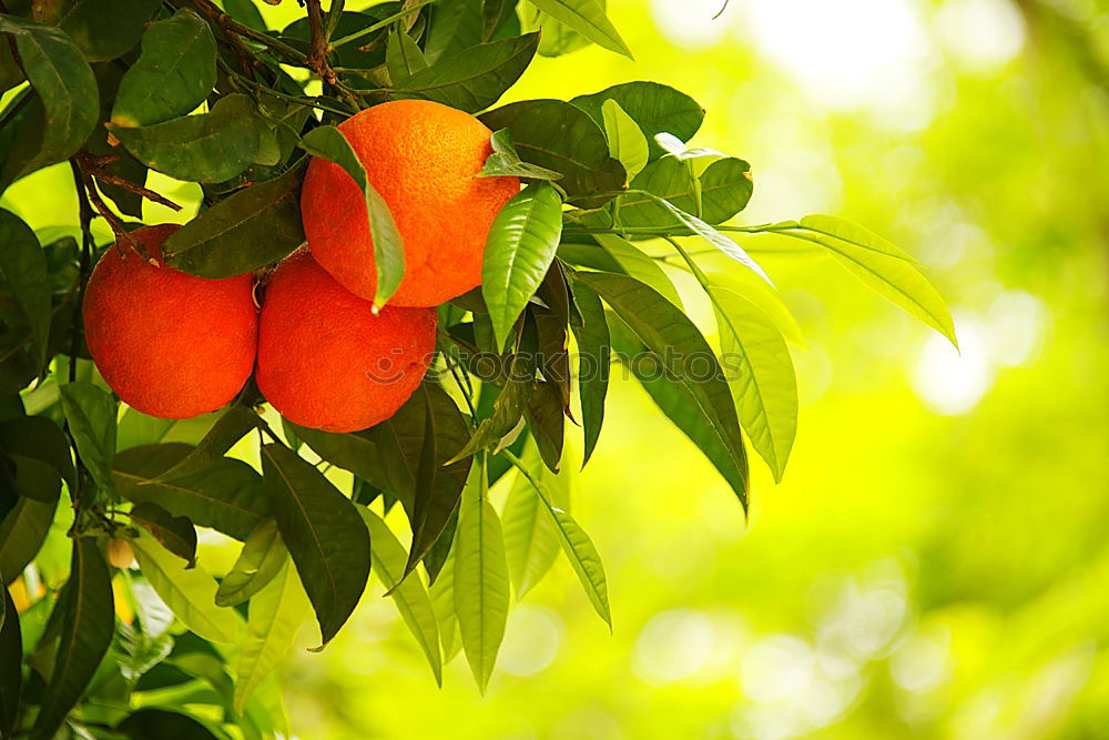 Similar – Image, Stock Photo Orange scent. Environment
