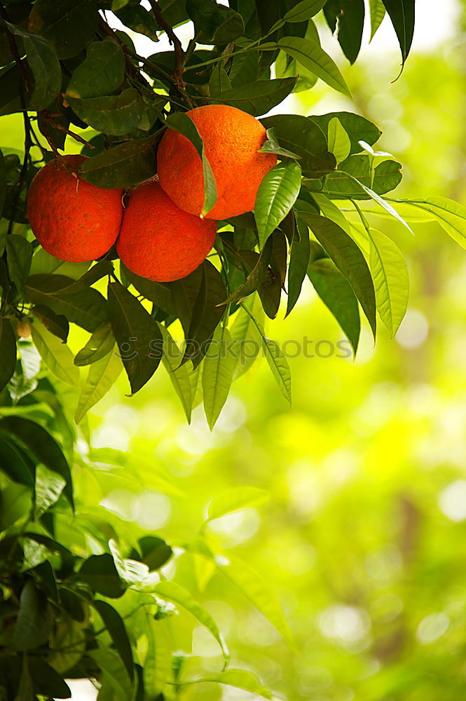 Similar – Sweet fruits Fruit Orange