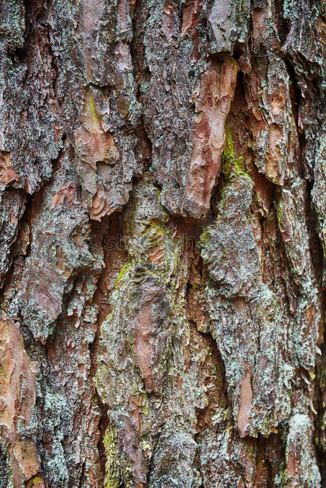 Similar – Mein Freund, der Baum