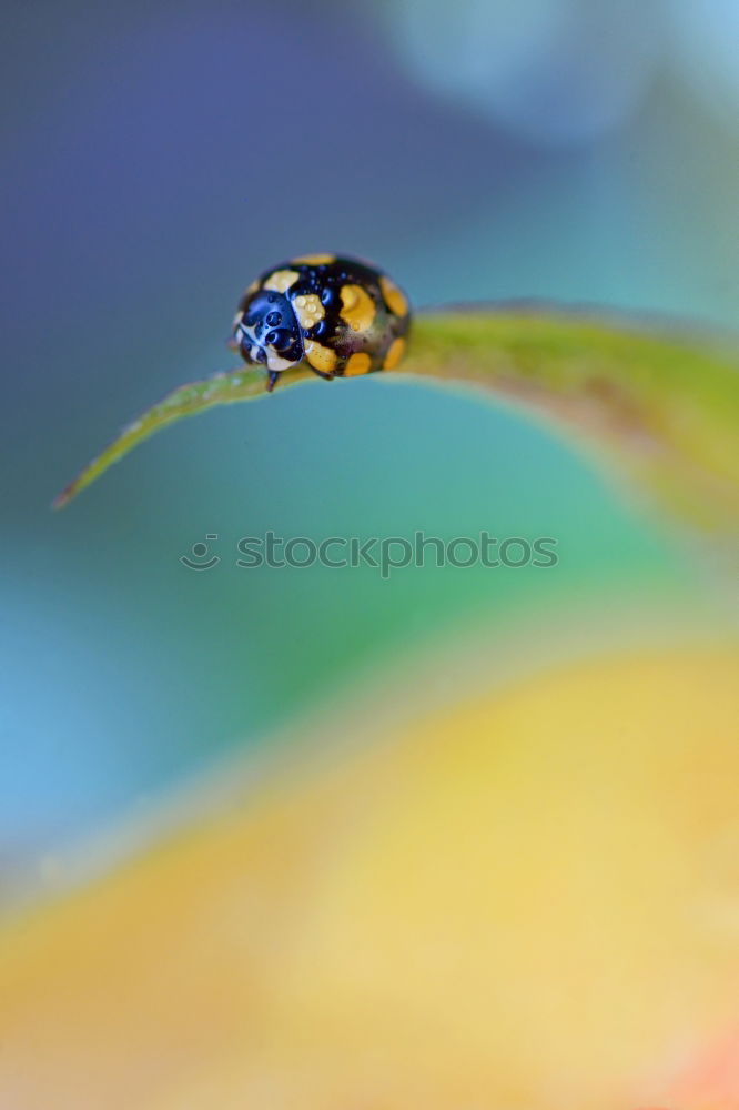 Similar – Image, Stock Photo field wasp Environment