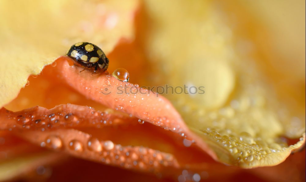 Image, Stock Photo fresh fruit Winter Ice