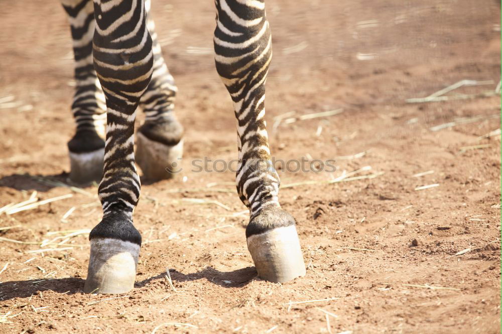 Similar – horses Horse Hoof