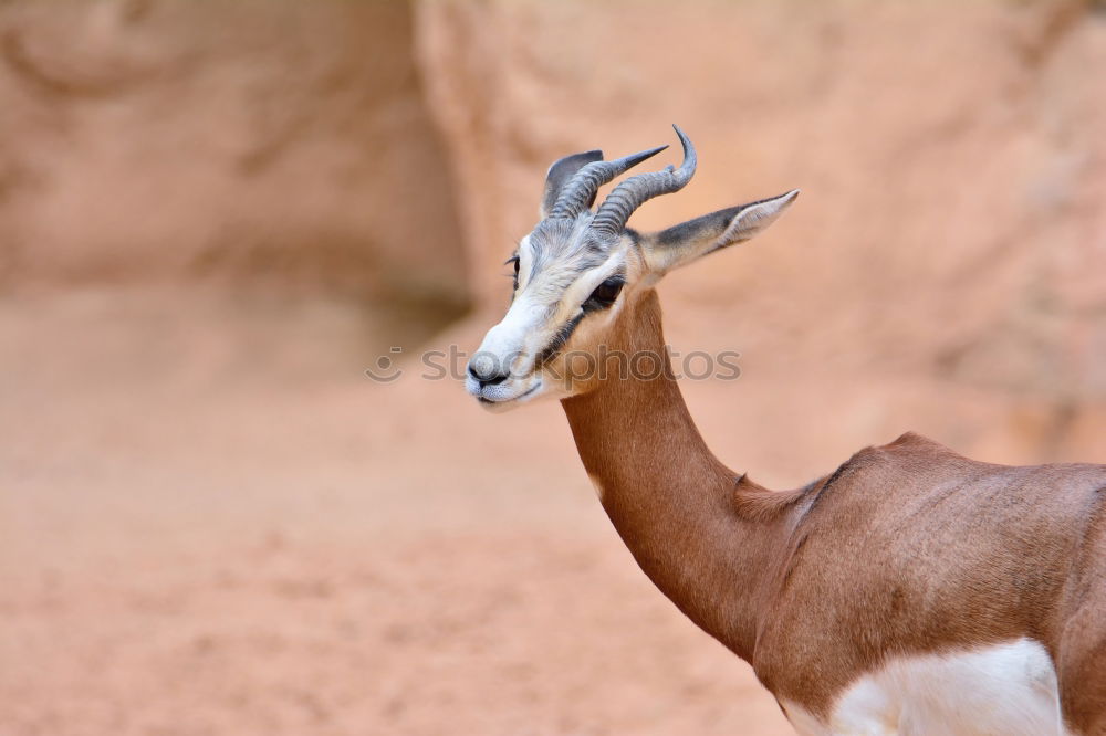 Similar – Sitatunga or Marshbuck (Tragelaphus spekii) Antelope In Africa