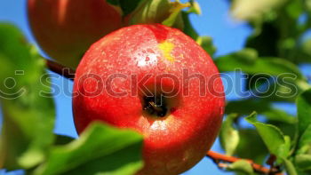 Similar – Image, Stock Photo apple parade Meadow Grass