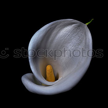 Similar – Image, Stock Photo Calla White Flower Blossom