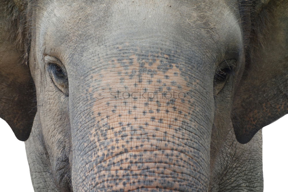 Similar – pachyderms Calm Large Gray