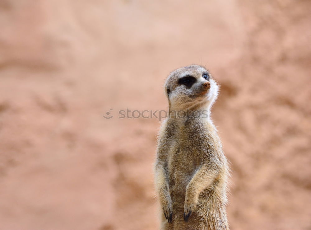 Similar – Meerkat or Suricate (Suricata Suricatta) in Africa