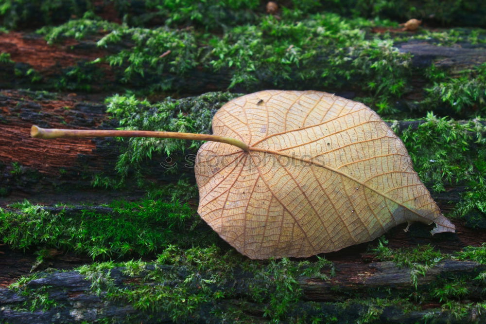 Similar – Image, Stock Photo Leaf in moss Environment