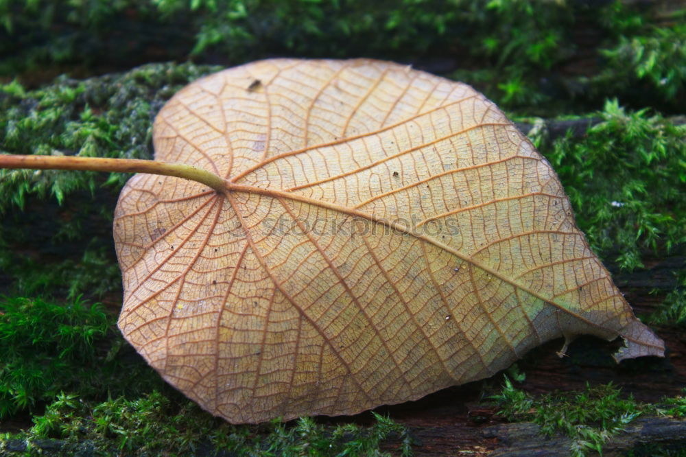 Similar – Image, Stock Photo Leaf in moss Environment