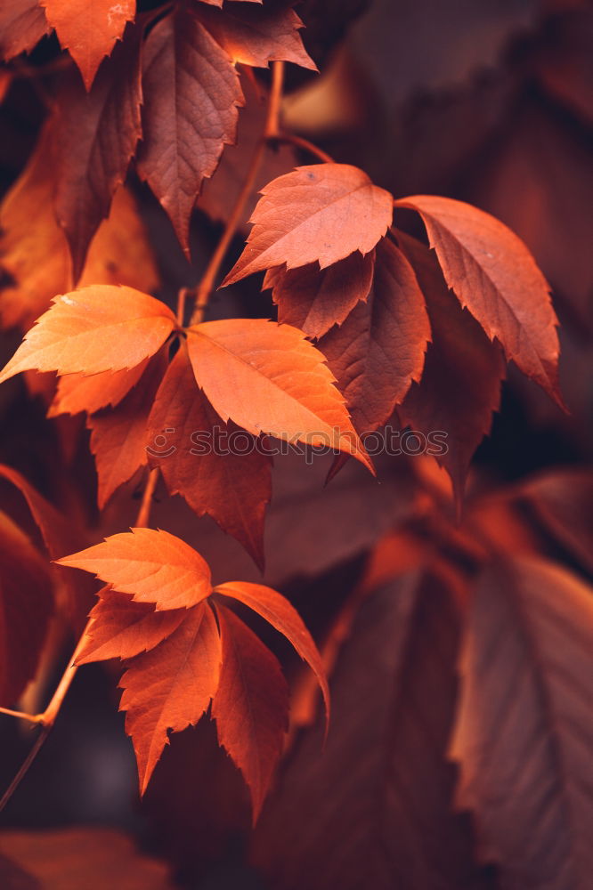 Similar – Autumn leaves on black background