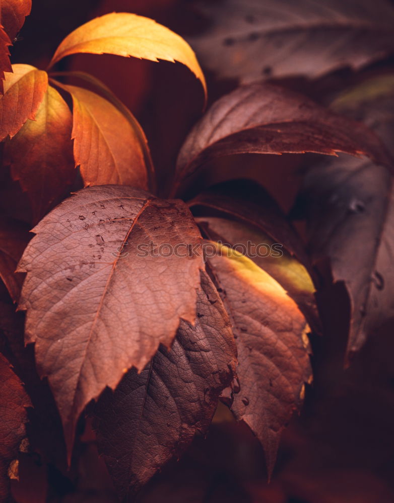 Autumn leaves on black background