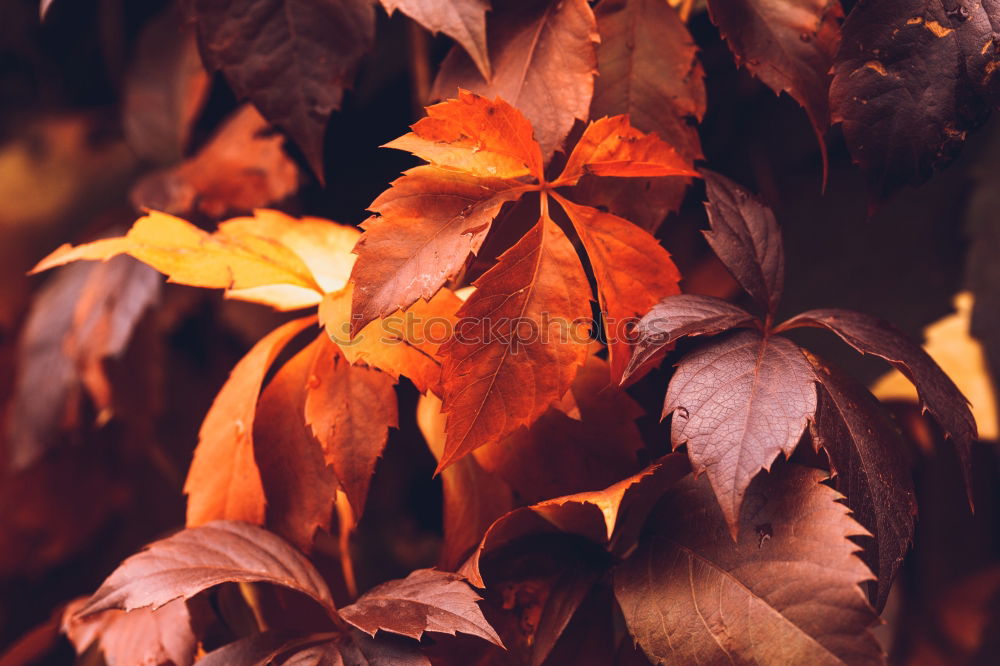 Similar – red tree leaves texture in springtime