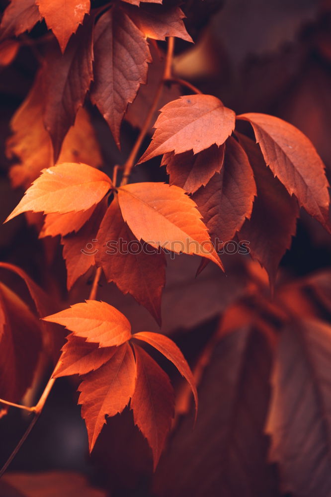 Similar – Autumn leaves on black background