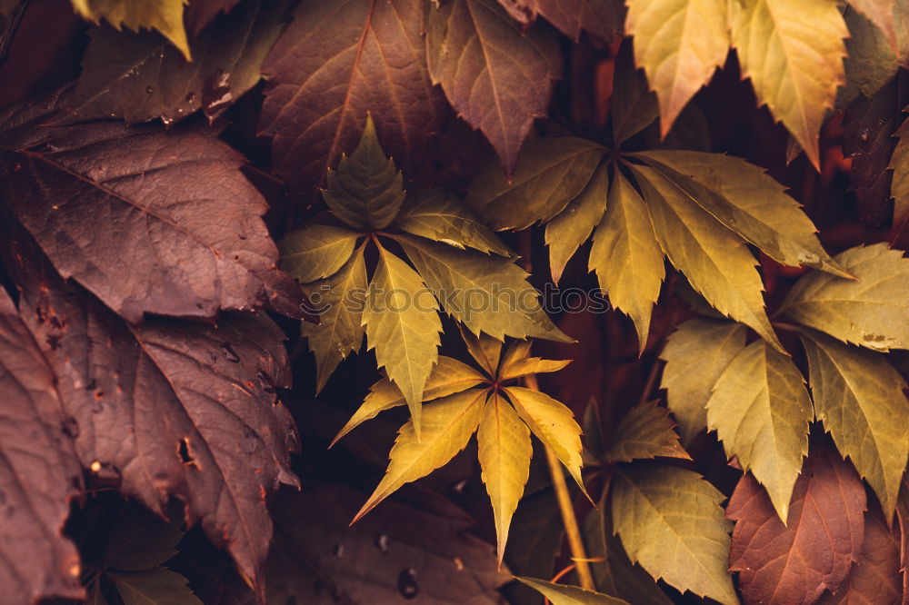 Similar – Autumn leaves on black background