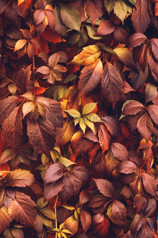 Similar – Image, Stock Photo autumn leaves Harmonious
