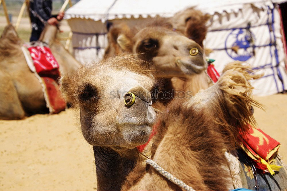 Similar – Image, Stock Photo camel look Camel 1 Animal