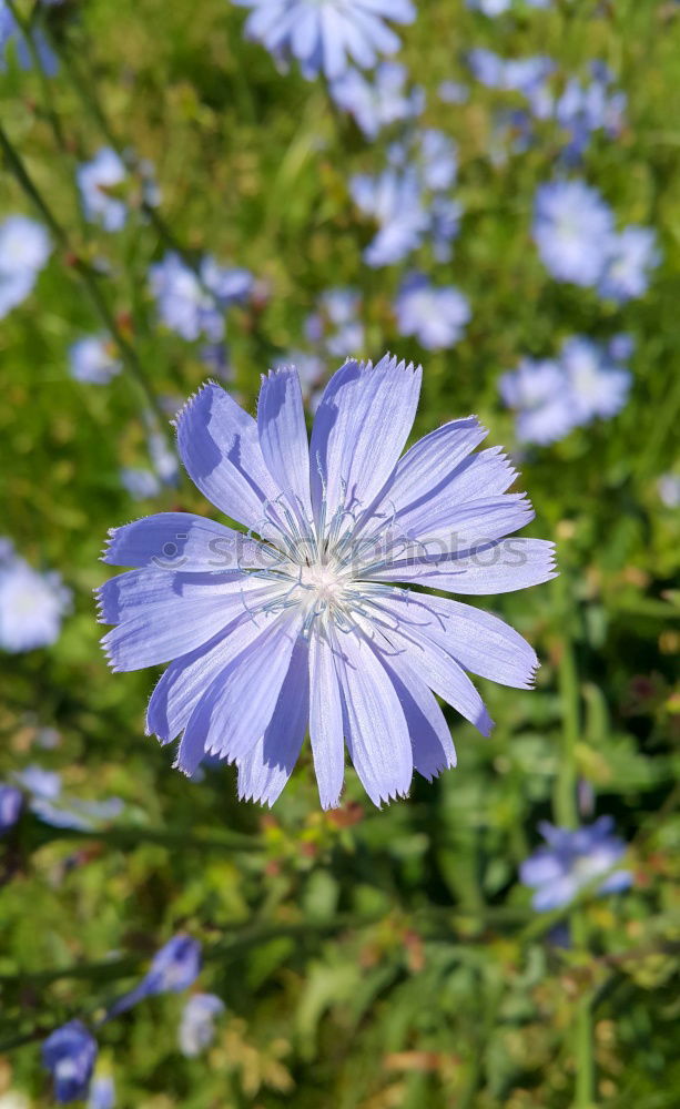 Foto Bild violettes Blümchen Blühend