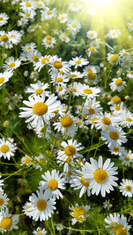 Similar – Image, Stock Photo small white Flower Plant