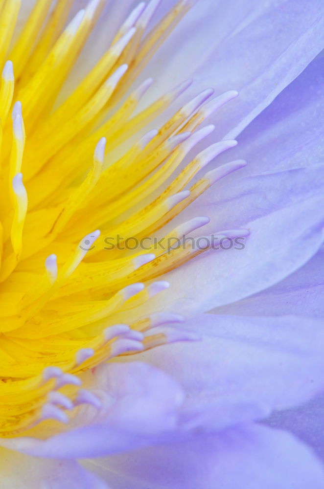 Similar – pollen Flower Pollen Pink