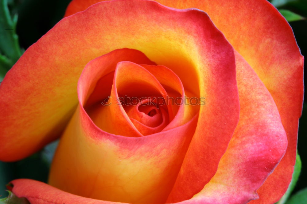 Similar – Macro of a tulip