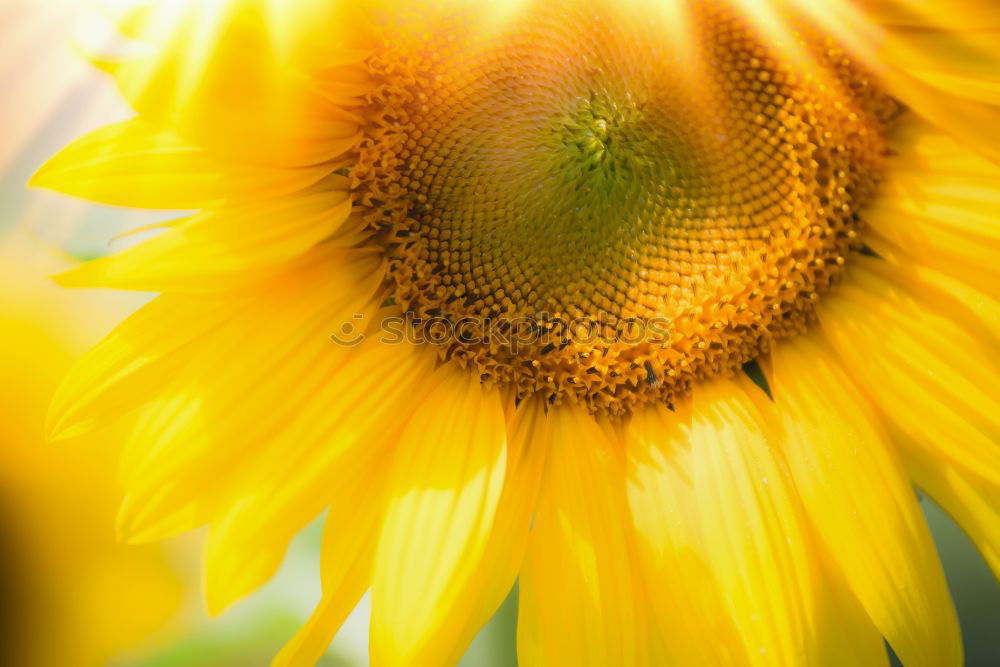 Similar – Image, Stock Photo Yellow flowers chamomile dye (Anthemis tinctoria )