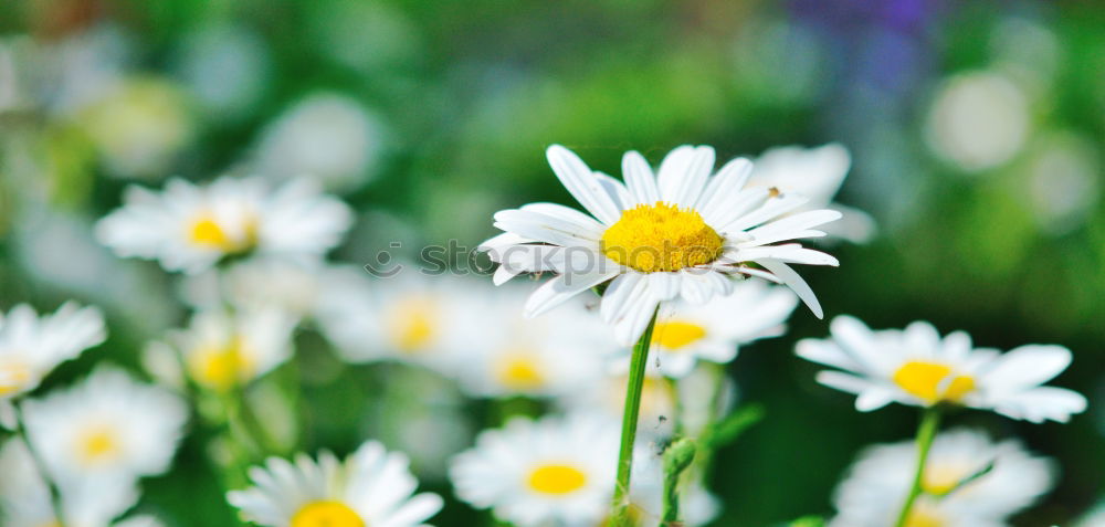 Similar – Daisy very big Flower