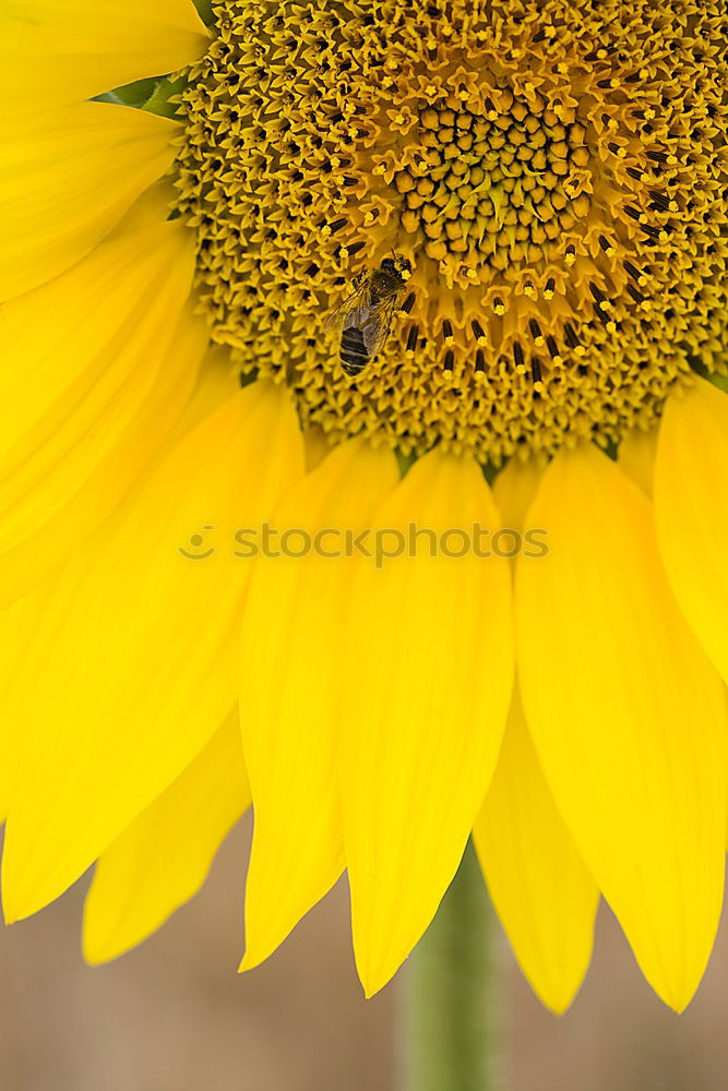 Similar – Foto Bild der sonne entgegen Blüte