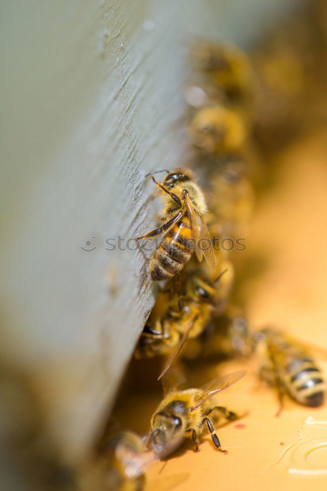 bienenstich Lebensmittel