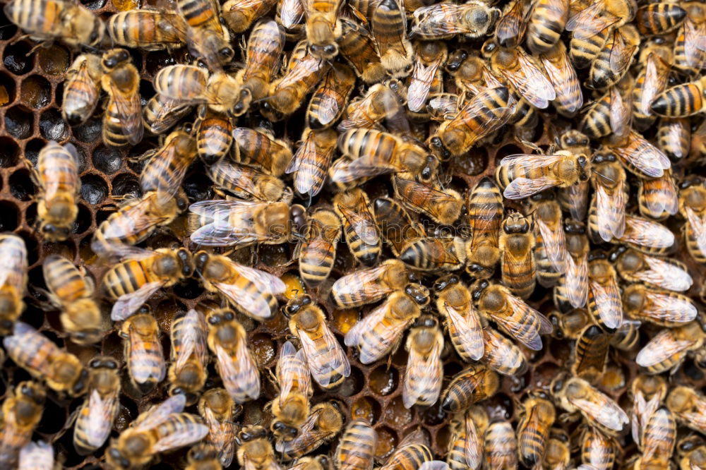 Similar – Image, Stock Photo Honey bees, bee; Apis; mellifera