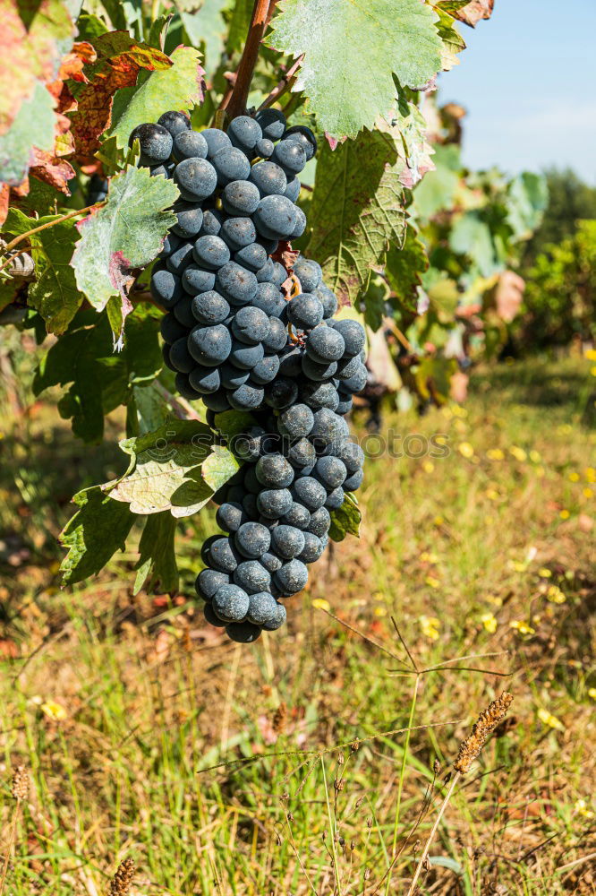 Similar – Image, Stock Photo Vineyards on sunset.